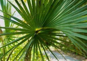 houston palmetto palm